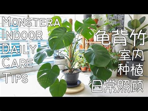 monstera 中文